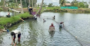 Rise in shrimp feed prices leaves aqua farmers in deep waters in Andhra Pradesh
