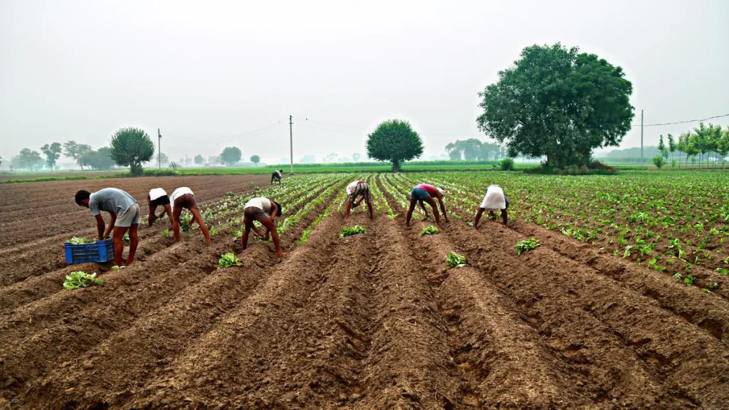 6,669 farmers, agricultural labourers ended their lives in Maharashtra in 2023: