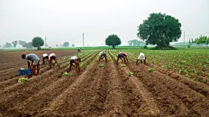 6,669 farmers, agricultural labourers ended their lives in Maharashtra in 2023: