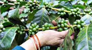Say hello to Libex, a bold new coffee hybrid built to beat the heat