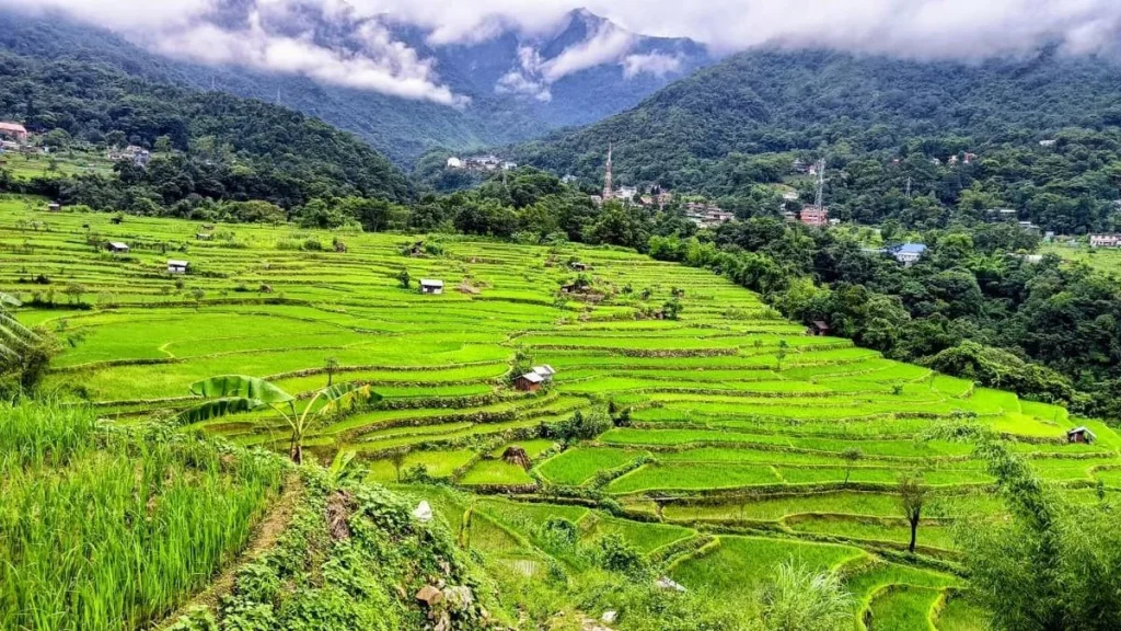 Indigenous soil, water management sustaining Nagaland terrace farming, says study