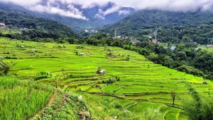 Indigenous soil, water management sustaining Nagaland terrace farming, says study