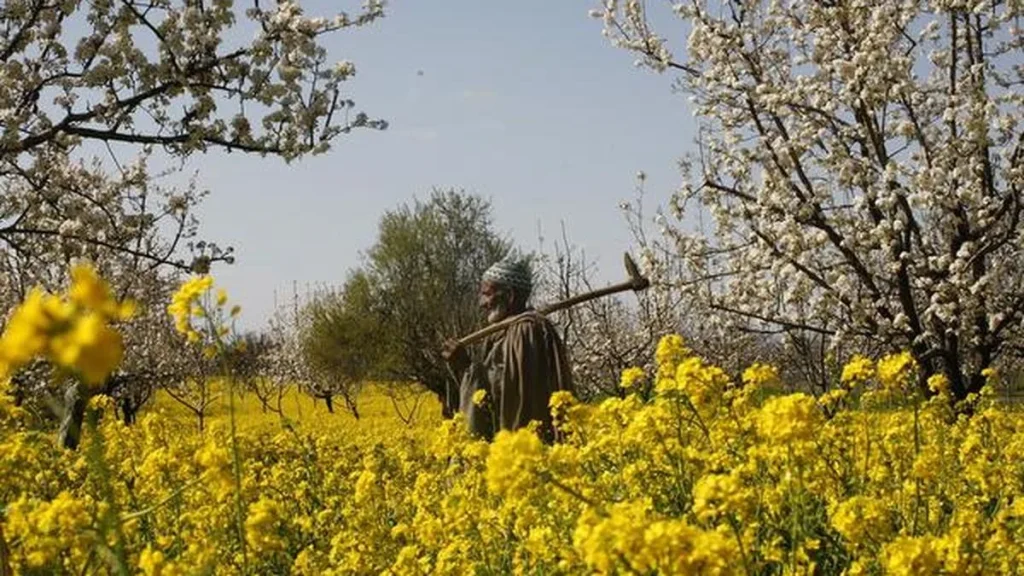 New herbicide-tolerant mustard hybrids need diverse farming plans