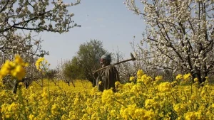 New herbicide-tolerant mustard hybrids need diverse farming plans