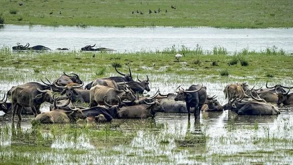 Ex-forest officials, conservationists challenge functioning of India's apex Wildlife