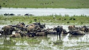 Ex-forest officials, conservationists challenge functioning of India's apex Wildlife