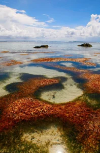Mauritius' new luxury hire: the conservation manager