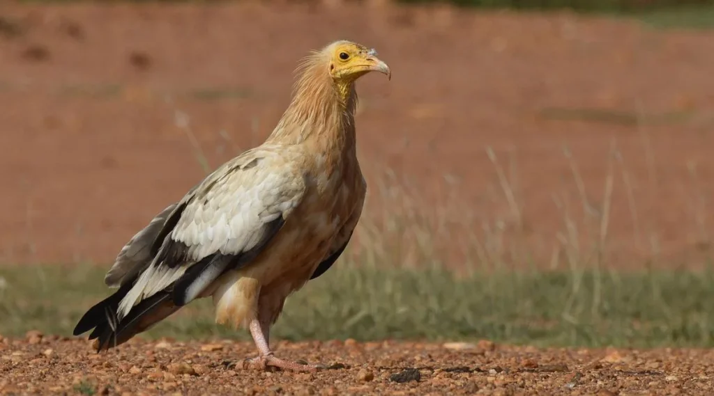 Understanding the disappearance of Egyptian Vulture in Tamil Nadu