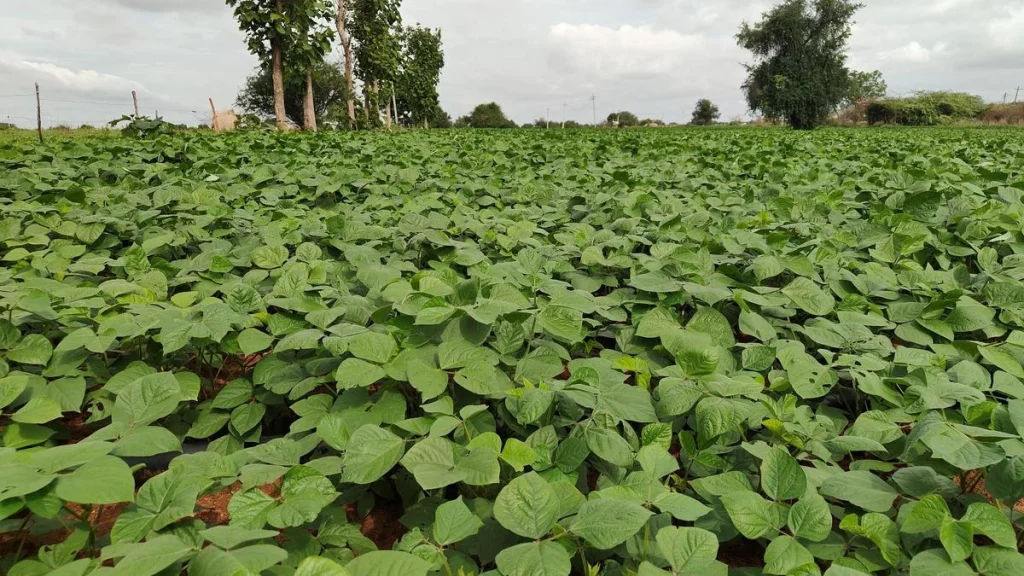 Scattered rains renew farmers' hope for a better yield in Yadgir district