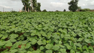 Scattered rains renew farmers' hope for a better yield in Yadgir district