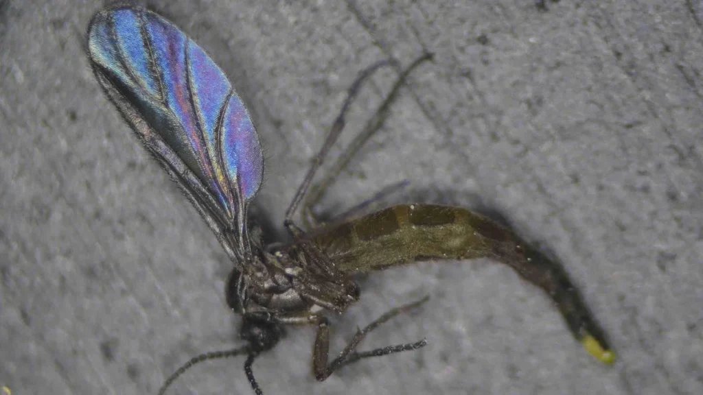 Flies infesting Kotagiri, Coonoor not the harmful 'black flies': researchers