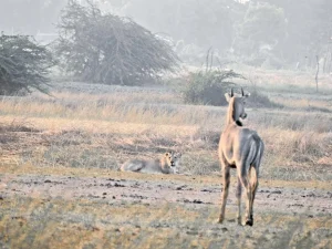 Coastal lions depend mainly on wild prey, study finds