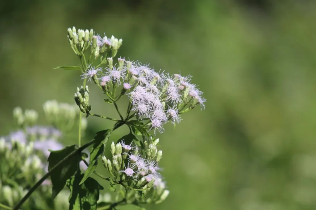 Assam researchers find invasive plants are key nectar sources for butterflies