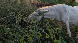 Europe pioneers 'firefighter donkeys' to prevent wildfires