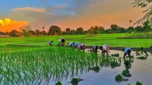 India's rice fields now rank among world's top methane hotspots