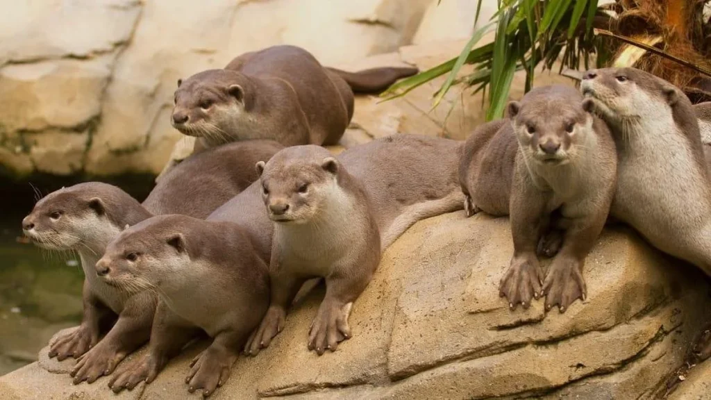 Mayiladuthurai college study identifies major otter habitat in Mettur region