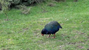 New Zealand detects H5 bird flu