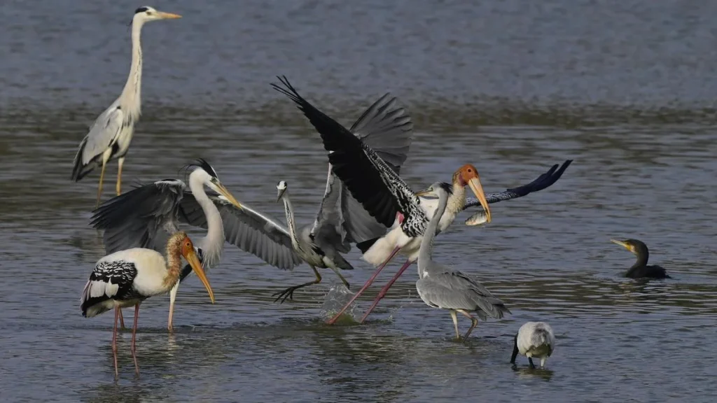 More than half of the world's migratory bird species are declining: Study