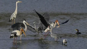 More than half of the world's migratory bird species are declining: Study