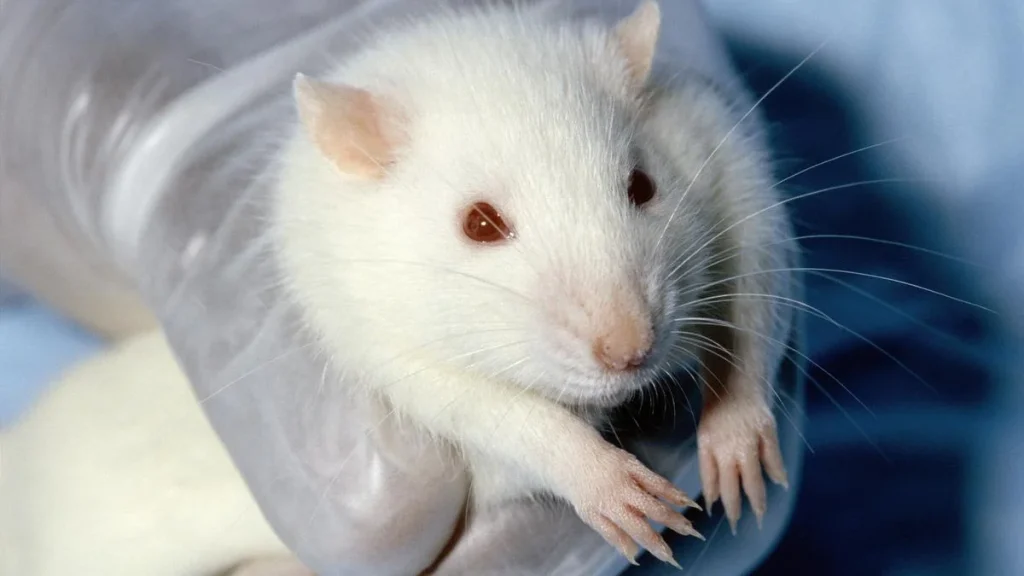 India's opportunity to lead the shift to non-animal drug testing