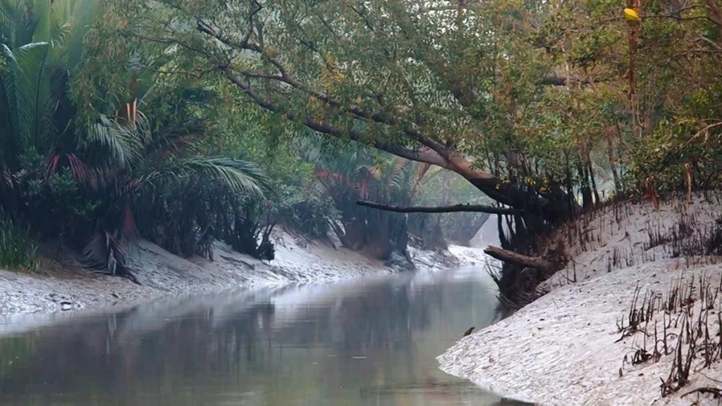 As BSF mulls 90-km Sundarbans fence, security clashes with ecology