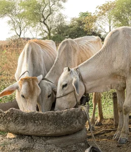 Milk production in Gangetic plains has nosedived due to climate change