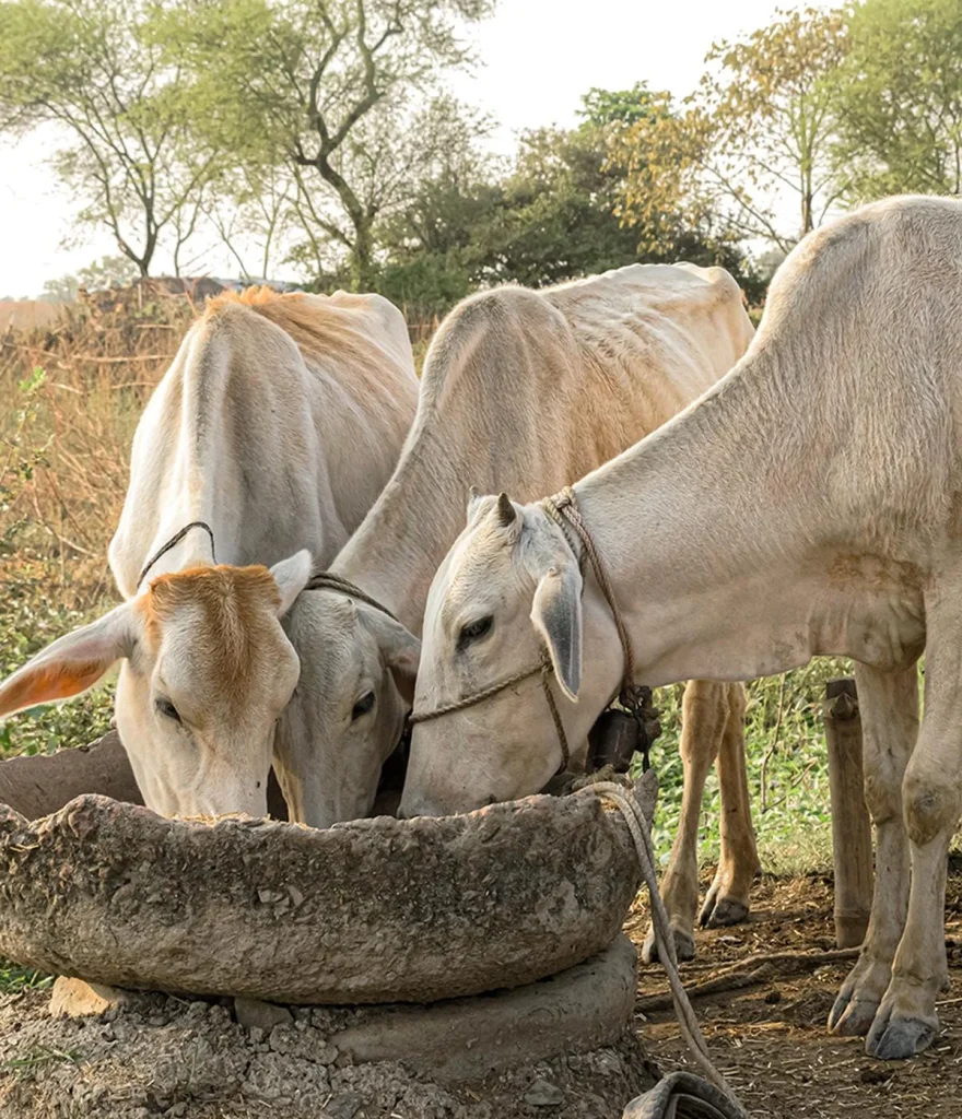 Milk production in Gangetic plains has nosedived due to climate change
