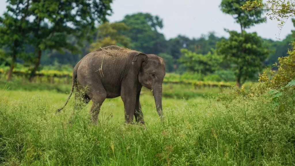 Assam to study revival of wild elephant domestication to reduce human-elephant