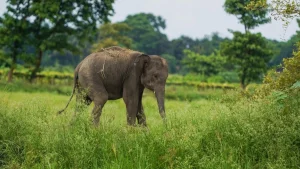 Assam to study revival of wild elephant domestication to reduce human-elephant