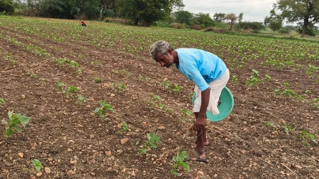 Don't cultivate paddy this kharif, Andhra Pradesh tells Krishna delta farmers amid