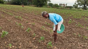 Don't cultivate paddy this kharif, Andhra Pradesh tells Krishna delta farmers amid
