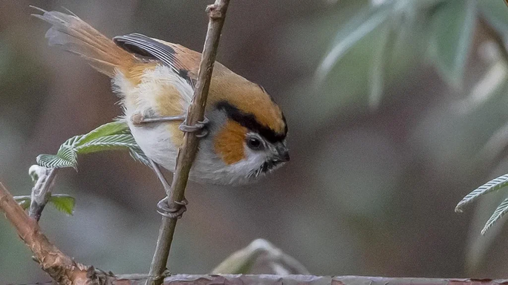 Himalaya's birds grapple with a seasonal drop in insect prey
