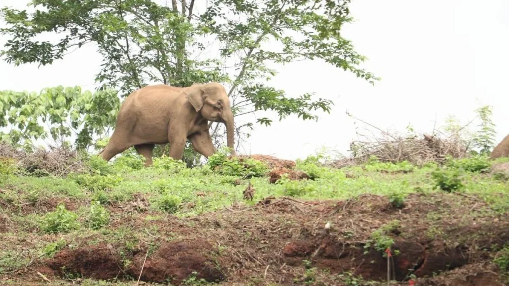 Government orders capture of Aralam Farm tusker KM1, to be fitted with radio collar