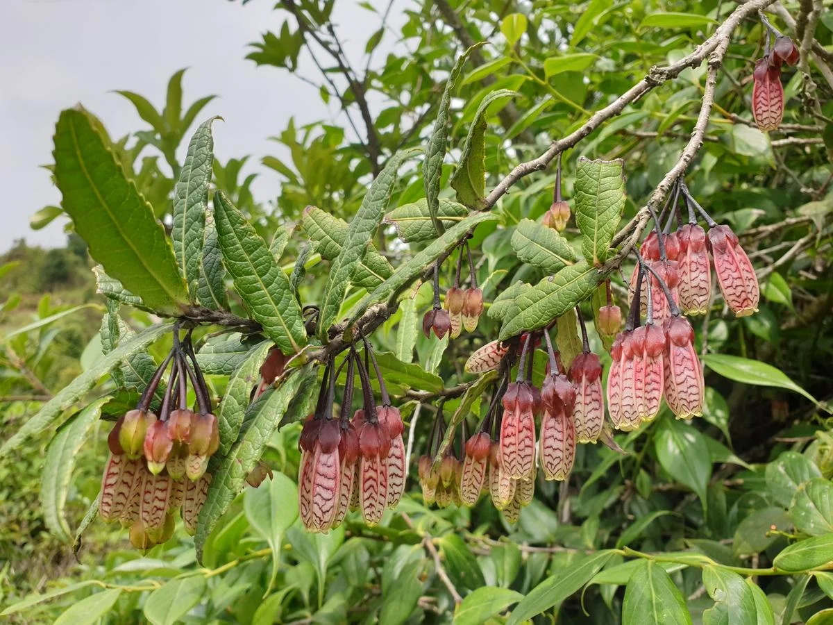 This new website integrates knowledge about India's tree wealth into one platform
