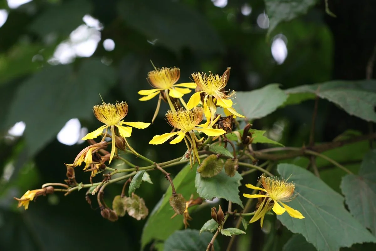 This new website integrates knowledge about India's tree wealth into one platform
