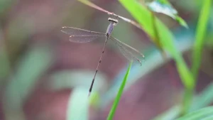 New damselfly species discovered in Kerala's Western Ghats