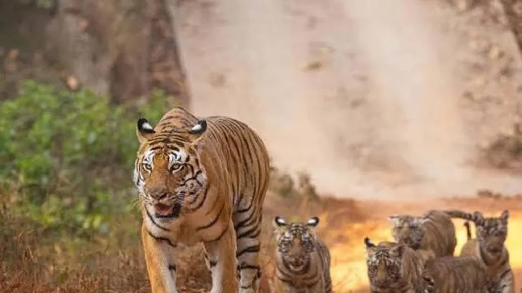 Co-existing with tigers outside reserves