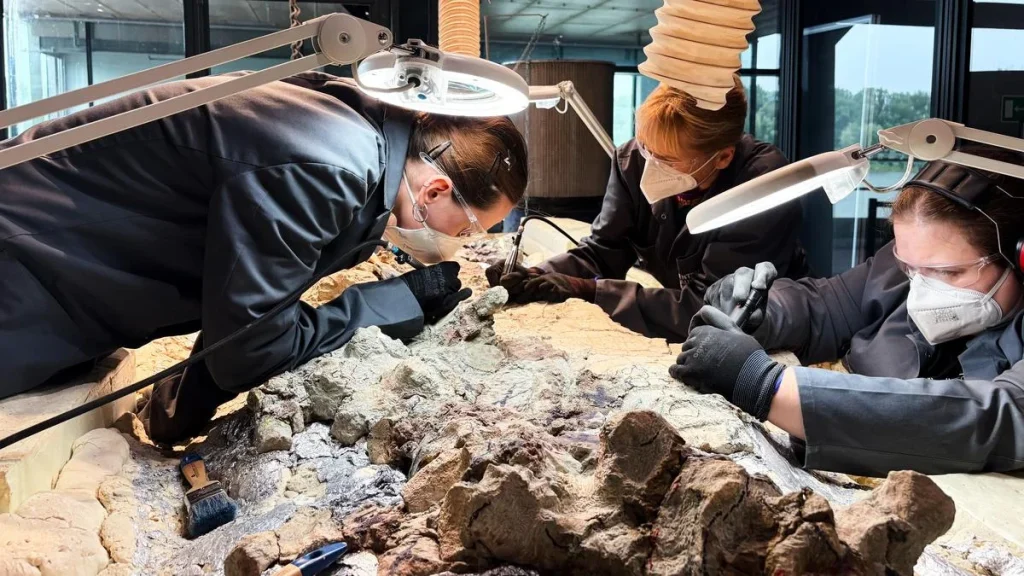 2,000 volunteers join a painstaking effort to restore massive skeleton of