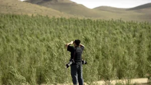 China's 'Great Green Wall' tames desert growth, but scientists say fight is not over