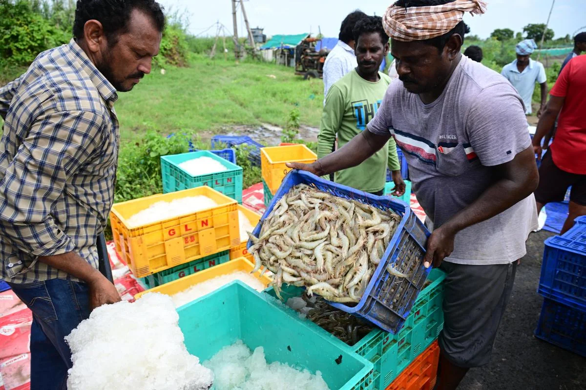 Rise in shrimp feed prices leaves aqua farmers in deep waters in Andhra Pradesh