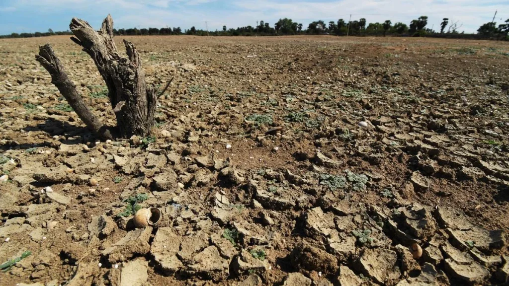 Tamil Nadu government forms Expert Advisory Committee to monitor, assess El Niño