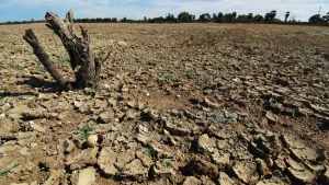 Tamil Nadu government forms Expert Advisory Committee to monitor, assess El Niño
