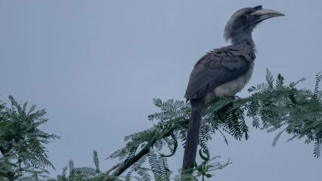 60 years after disappearing from Gir, Indian Grey Hornbills breed for fourth