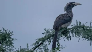 60 years after disappearing from Gir, Indian Grey Hornbills breed for fourth