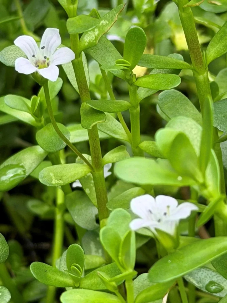 Kerala Agricultural University releases five new high-yielding crop varieties