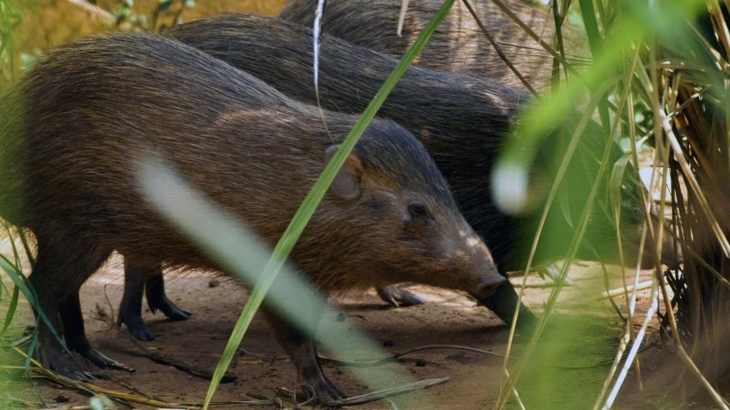 SC-NBWL recommends adding pygmy hog to list of critically endangered species