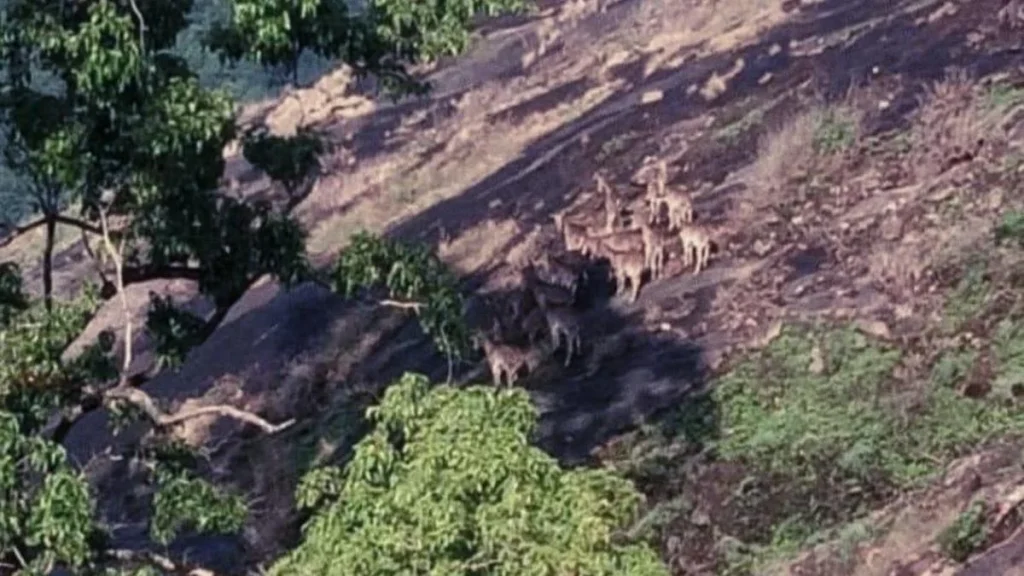 Varayattumudy in Kerala's Idukki emerging a thriving habitat of Nilgiri tahrs
