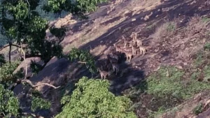 Varayattumudy in Kerala's Idukki emerging a thriving habitat of Nilgiri tahrs