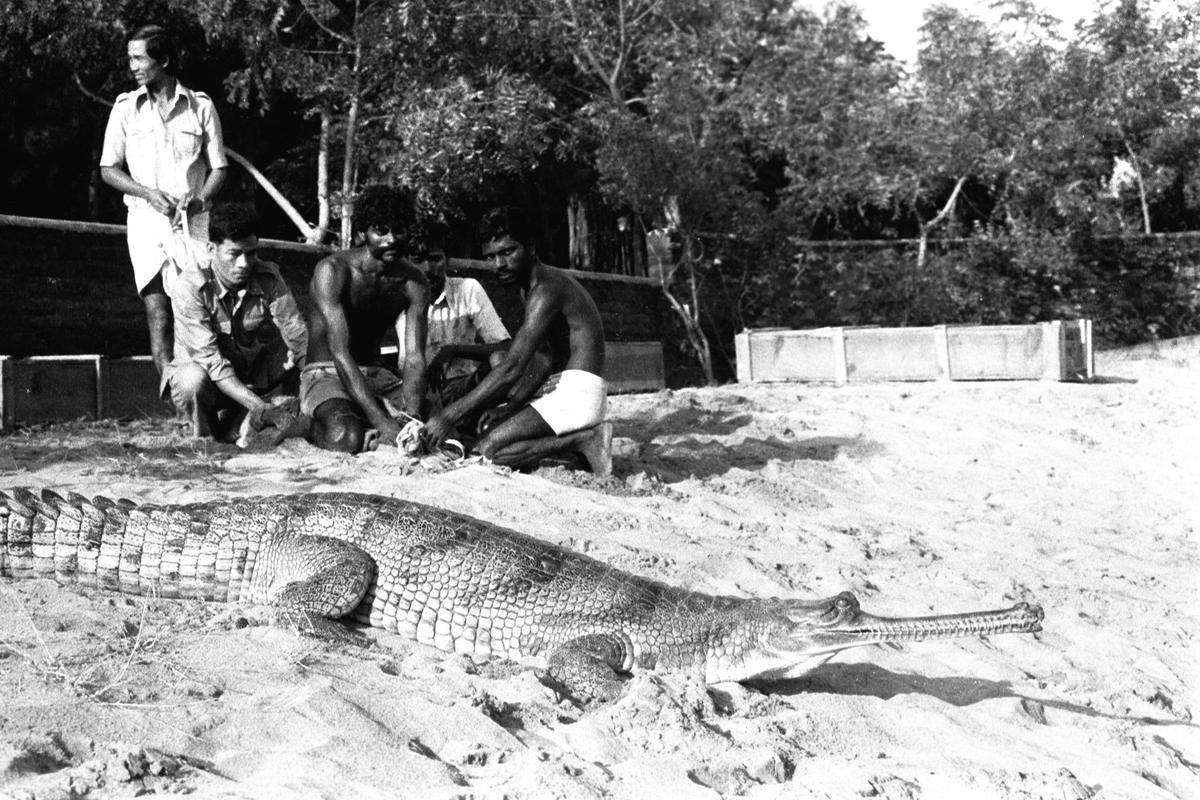 Zai Whitaker distinctly remembers Madras Crocodile Bank Trust ’s (MCBT) first-ever gharial