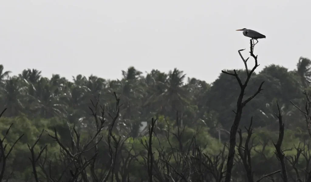 Why Coimbatore is planting bamboo around its lakes